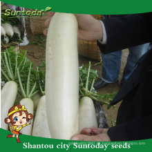 Suntoday vegetal híbrido vegetal chino F1 rábano orgánico rábano daikok semillas de los tiempos altos para la venta (52001)
